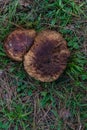 Non-Bitter Tylopilus in the forest Royalty Free Stock Photo