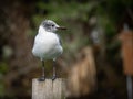 Laughing gull posing Royalty Free Stock Photo