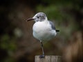 Laughing gull posing Royalty Free Stock Photo