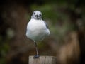Laughing gull posing Royalty Free Stock Photo
