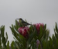 Non breeding malachite sunbird Nectarinia famosa looking left Royalty Free Stock Photo