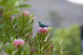 Non breeding malachite sunbird Nectarinia famosa looking left, sitting on pink protea flower