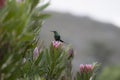 Non breeding malachite sunbird Nectarinia famosa Royalty Free Stock Photo