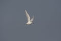 Non breeding Wiskered tern Chlidonias hybrida in flight.
