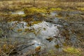 Abandoned fields turned into swamp. Royalty Free Stock Photo