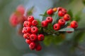 Macro shot of non edible toxic red berries, pyracanthas, Rosaceae