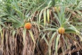 Non-edible tropical pandan fruit or pandanus Pandanus odoratissimus L Royalty Free Stock Photo