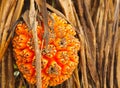 Non-edible tropical pandan fruit or pandanus which grows from palm trees in Sri Lanka. Pandan Tree. Pandanus tree, Pandanus Palm, Royalty Free Stock Photo