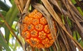 Non-edible tropical pandan fruit or pandanus which grows from palm trees in Sri Lanka. Pandan Tree. Pandanus tree, Pandanus Palm, Royalty Free Stock Photo