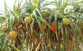 Non-edible tropical pandan fruit or pandanus which grows from palm trees in Sri Lanka. Pandan Tree. Pandanus tree, Pandanus Palm, Royalty Free Stock Photo