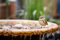 non-identifiable small songbird in a backyard birdbath Royalty Free Stock Photo