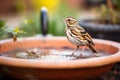 non-identifiable small songbird in a backyard birdbath Royalty Free Stock Photo
