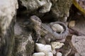 Curly-tailed Lizard Leiocephalus carinatus armouri In a Florida Yard Hiding in the Rocks