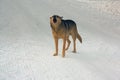 A non-pedigree dog walks in the snow Royalty Free Stock Photo