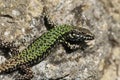 A non-native male Wall Lizard, Podarcis muralis, sunning itself on a stone wall in the UK. Royalty Free Stock Photo