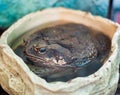 The non-native marine toad, Bufo marinus Royalty Free Stock Photo