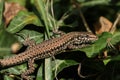 A non-native Wall Lizard, Podarcis muralis, warming itself up in the early morning sunshine hiding amongst the leaves of an Ivy pl