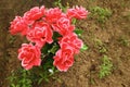 Non-natural bouquet of roses in ground on grave Royalty Free Stock Photo