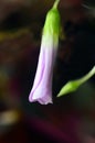 Non-opening lilac bud of houseplant acidic Latin Oxalis