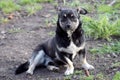 A cheerful dog on a walk Royalty Free Stock Photo