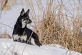 A non-pedigree dog stands waiting for the game. Winter. The frozen lake.