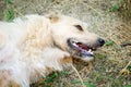 A non-pedigreed abandoned dog lies on the ground.