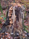 Non Poisonous fungi in the forest