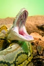 Photo python yawning snake terrarium Royalty Free Stock Photo