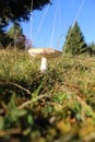 Non-tactful nature, poisonous mushroom in the meadow. Royalty Free Stock Photo