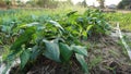 Non-toxic beans Planting vegetables, kitchen gardens, self-cultivation