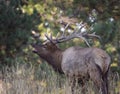 Non typical bull rocky mountain elk