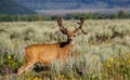 Non-typical Mule Deer and friend