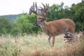 Non-typical whitetail buck with numerous points Royalty Free Stock Photo