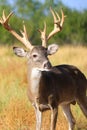 Non-typical whitetail buck portrait Royalty Free Stock Photo