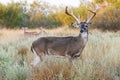 Non-typical whitetail buck Royalty Free Stock Photo