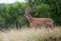 Non-typical whitetail buck standing near opening