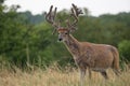 Non-typical whitetail buck in velvet in rain Royalty Free Stock Photo