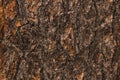 Non uniform grungy hard bark wood texture perfect for textured backdrop background that may be used for copy space or other Royalty Free Stock Photo
