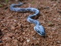 Lycodon aulicus Comman wolf snake Royalty Free Stock Photo