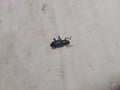 non-venomous red-legged dark beetle. Royalty Free Stock Photo