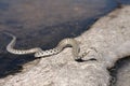 Non-venomous sea dropsy snake. Spotted gray snake, serpent or eel crawls out of water onto land on sunny day. Reptiles Royalty Free Stock Photo