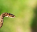 Non venomous Smooth snake, Coronella austriaca