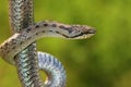 Non venomous Smooth snake, Coronella austriaca Royalty Free Stock Photo