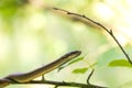 Non venomous Smooth snake, Coronella austriaca