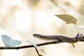 Non venomous Smooth snake, Coronella austriaca