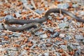 Non venomous Smooth snake, Coronella austriaca