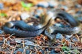 Non venomous Smooth snake, Coronella austriaca