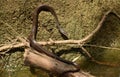 Non-Venomous Yellow Eastern Ratsnake Moves Down Tree