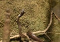 Non-Venomous Yellow Eastern Ratsnake Moving up Tree