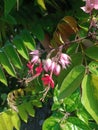 Nona makan sirih flower or Clerodendrum thomsoniae Royalty Free Stock Photo